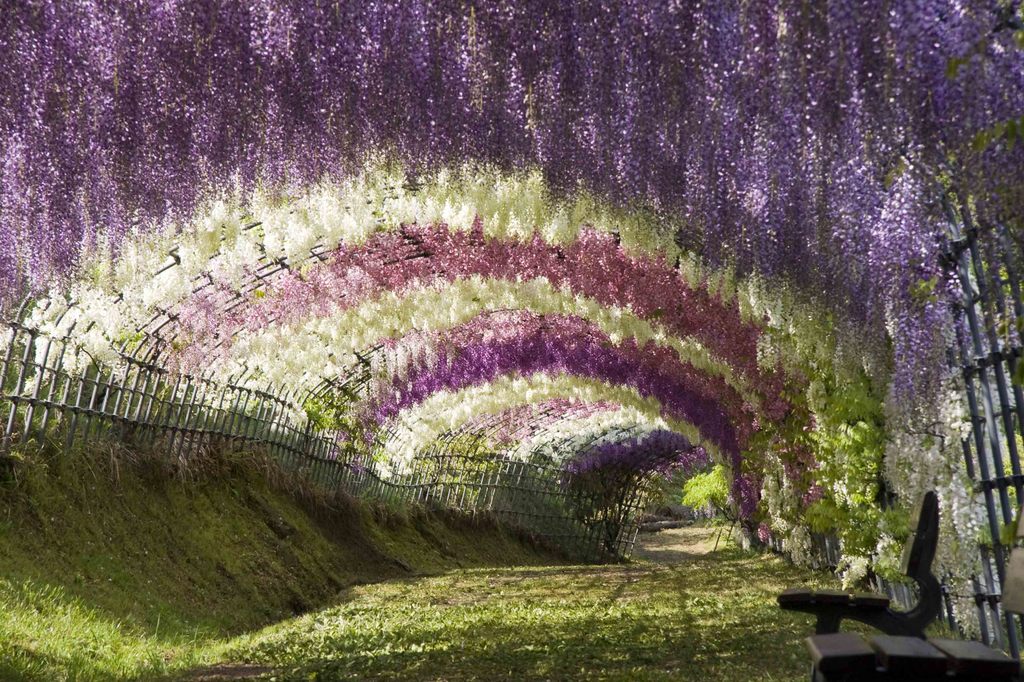 Wisteria Tunnel, Japan