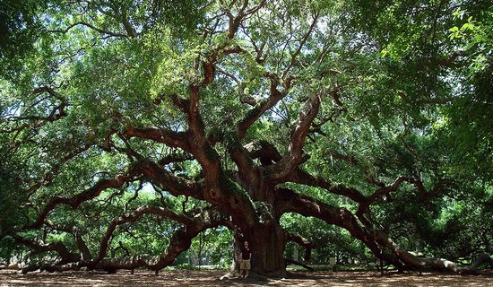 Angel Oak