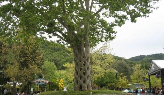 Basket Tree