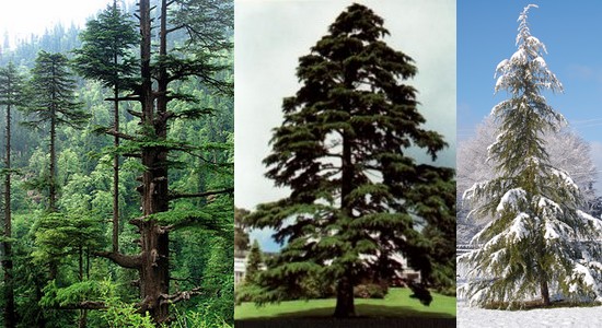 Cedrus Deodara 