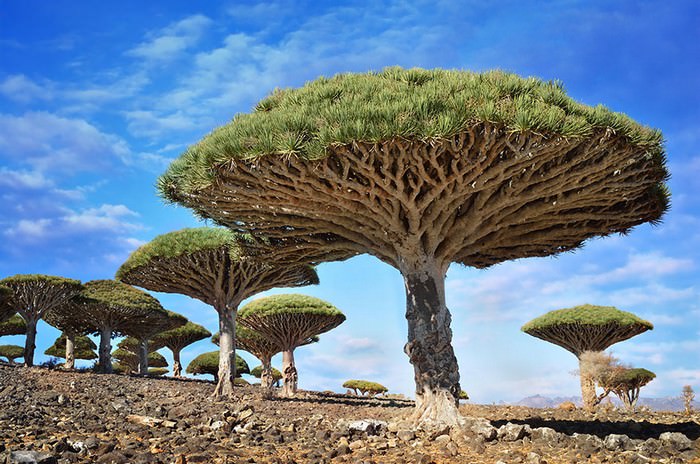 Wonderful Trees in The World