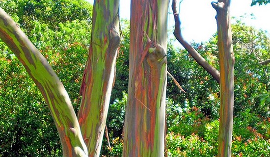 10 Wonderful Trees