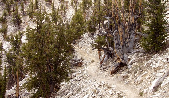 Methuselah Tree