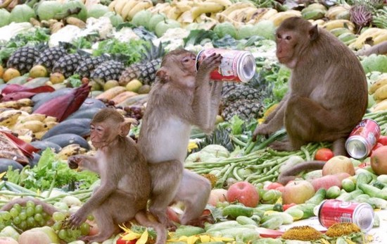 Monkey Buffet Bizarre Festivals