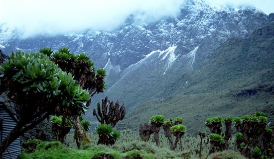 The Rwenzori Mountains Best Hiking Trails