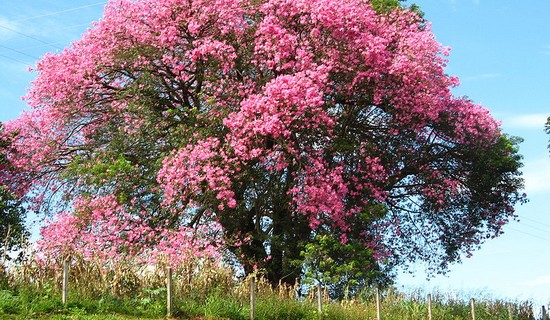 Silk Floss Tree 