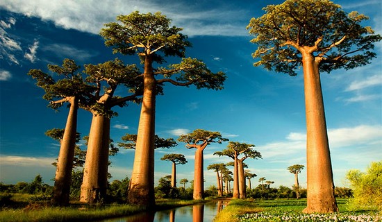 Teapot Baobab