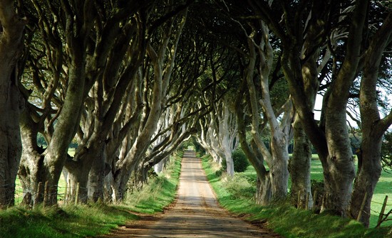 The Dark Hedges - Beautiful Places To Visit