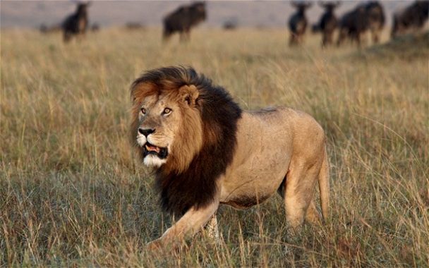 10 Most Deadliest Animals In The World Number 1 And 4 Will Surprise You - Science/Technology - Nigeria 10 Most Deadliest Animals In The World Number 1 And 4 Will Surprise You - Science/Technology - Nigeria