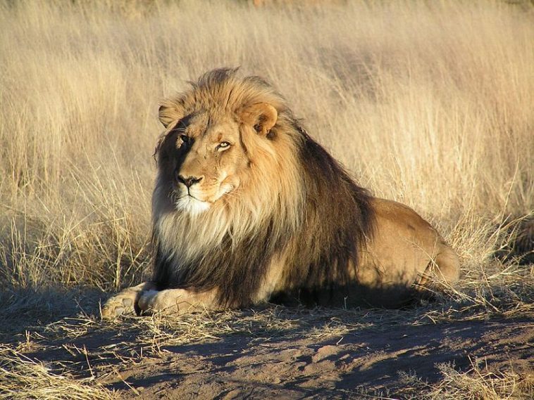 Lion Lion