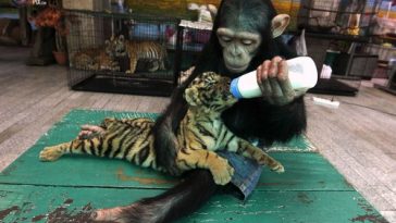 10 Weird and Wonderful Pictures