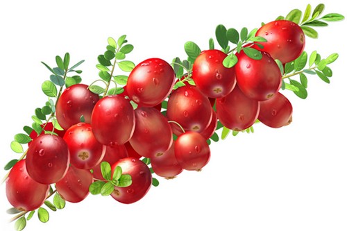 Top 10 Powerful Detox Foods Top 10 Powerful Detox Foods