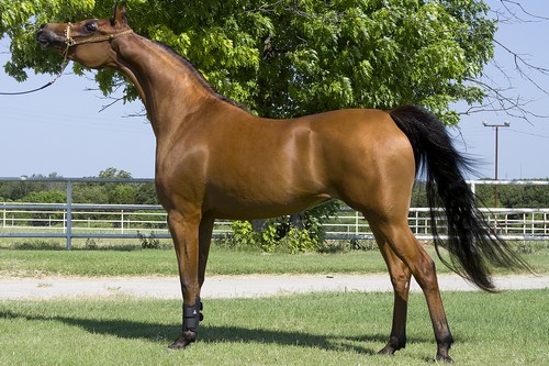 Arabian pretties horses