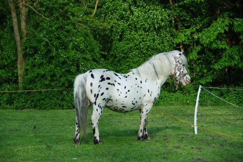 Dalmatian beautiful horses