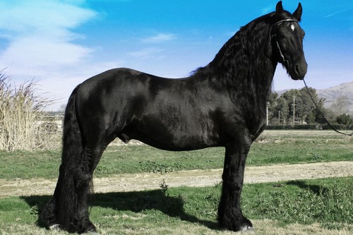 Friesian Horse