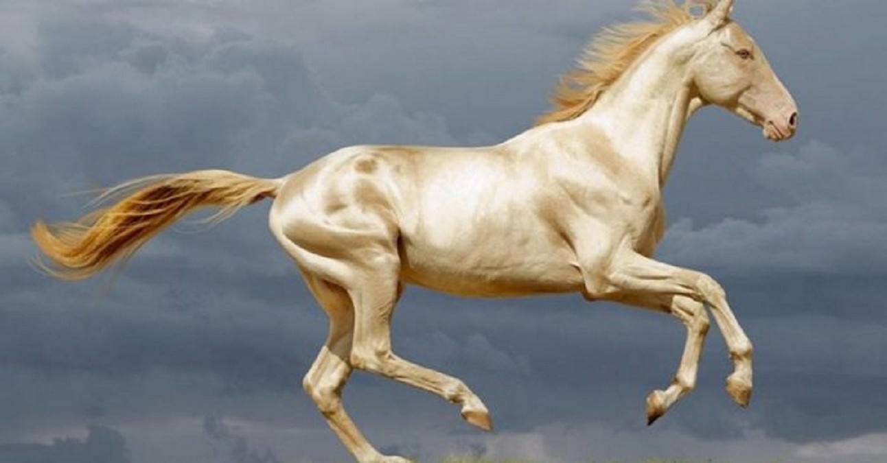 most beautiful horses in the world