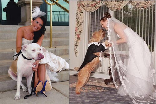 Marrying Animals India