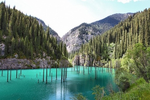 sunken forest Amazing Things In Nature