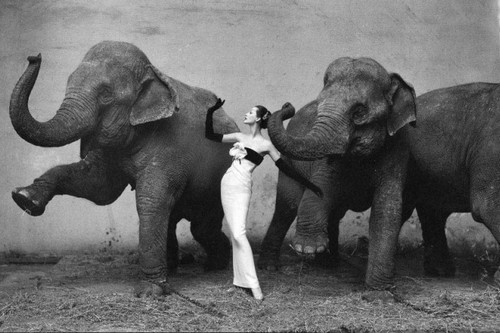 Dovima with the Elephants