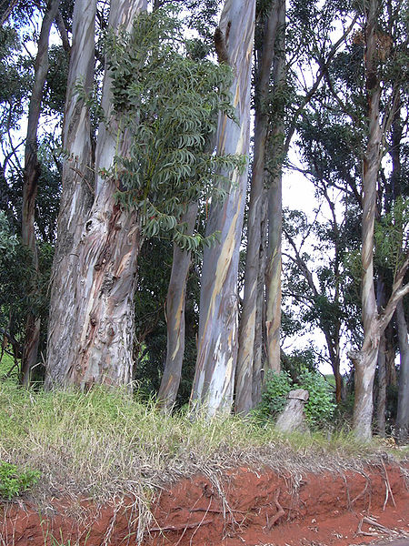 Топ 10 самых больших деревьевRullah Longatyle (Strong Girl) или Рулла Лонгатайл (Сильная девушка) - Тасмания, Австралия
