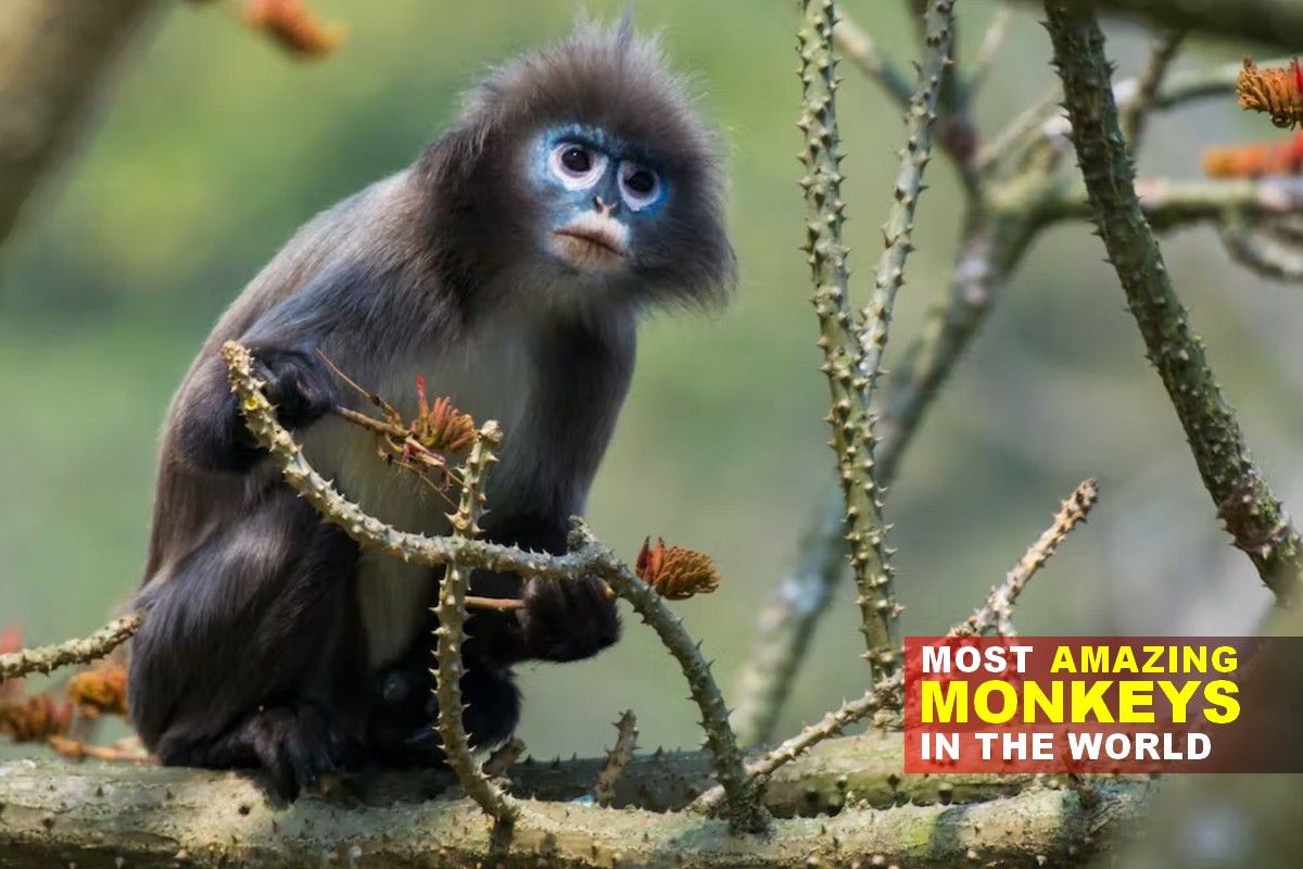 Most Amazing Monkeys in the World