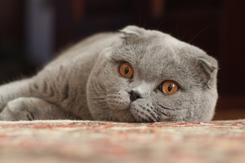 Bizarre Cat Breeds, Scottish Fold