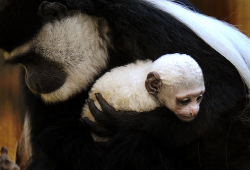 Baby Monkey