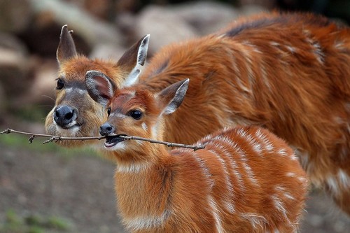 Baby Antelope