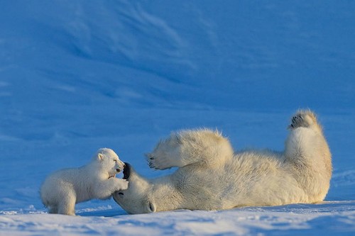 Baby Polar Bear
