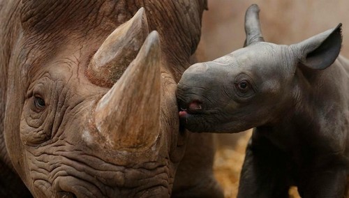 Baby Rhino
