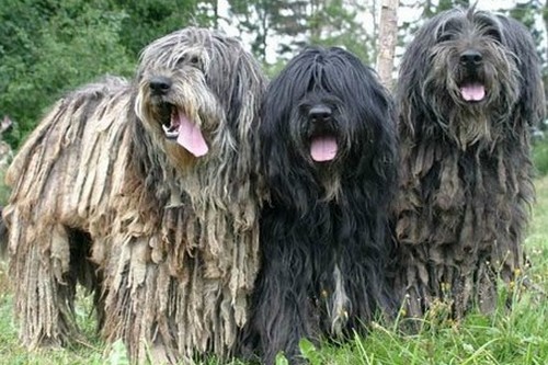 Bergamasco Shepherd