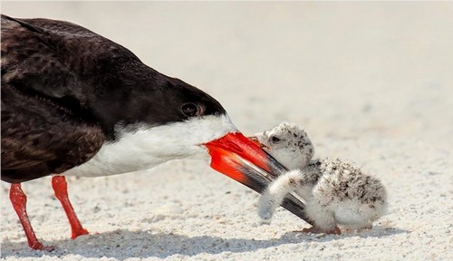 Black Skimmer Bird