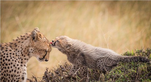 Cheetah Cub and Her Mother