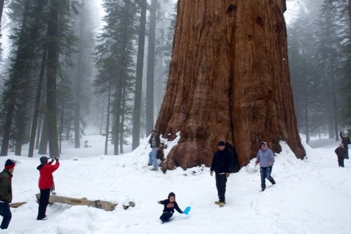 Largest living tree