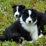 10 Unique Dog Breeds You May Never Come Across