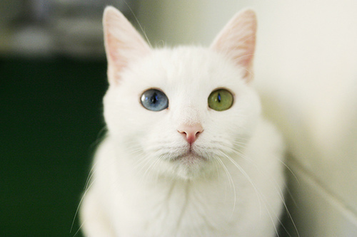 Khao Manee Cat
