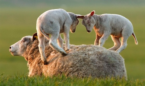 Lambs Playing on Mother Sheep