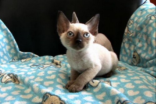 Minskin Bizarre Cat Breeds