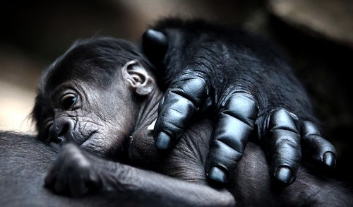Mother Gorilla Hugs Her Baby