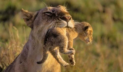Animal Moms And Babies