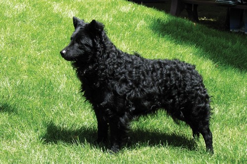 Mudi Unique Dog Breeds