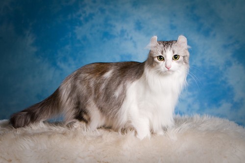 Munchkin Cat