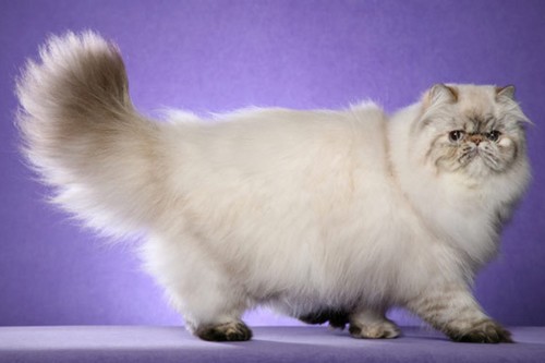 Persian Bizarre Cat Breeds