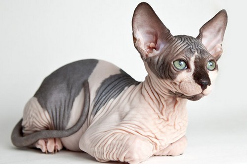 Sphynx Cat