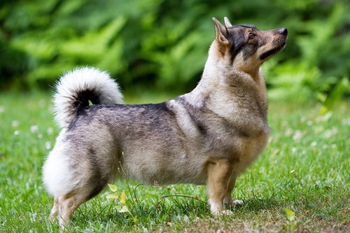 Swedish Vallhund
