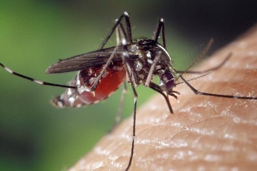 Deadliest Diseases Caused by Mosquitoes