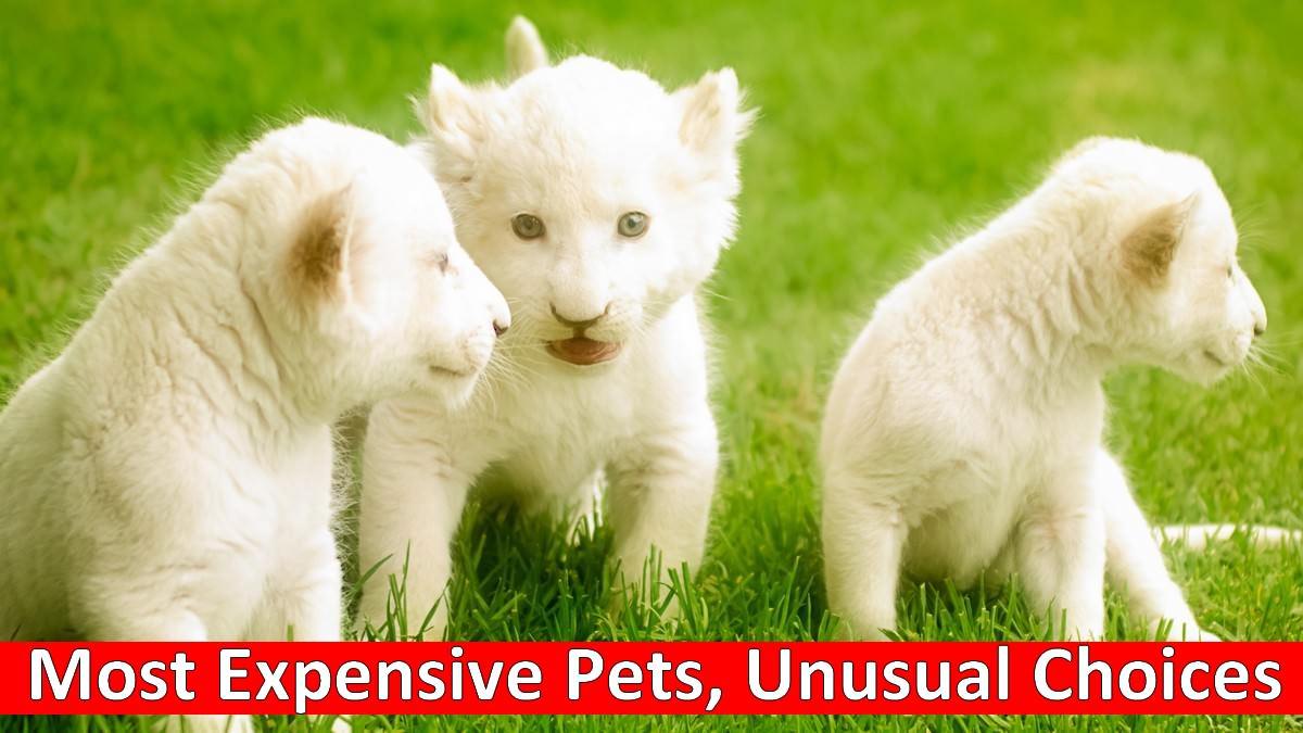 10 Most Expensive Pets, Unusual Choices Wonderslist