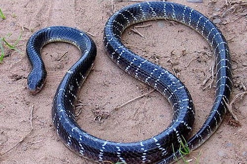 Dangerous Snake Species