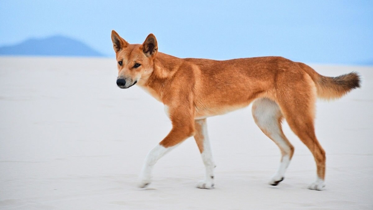 10 Cute, Beautiful but Surprisingly Dangerous Animals 10 Cute, Beautiful but Surprisingly Dangerous Animals