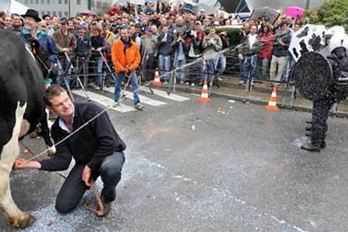 Spraying Milk Protest in Belgium